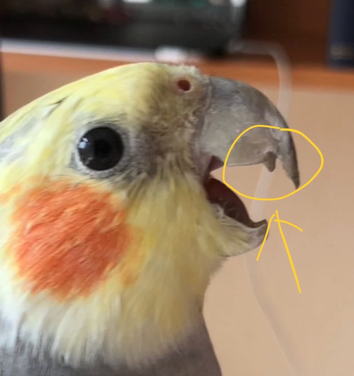 Wild Parakeets, far from their native Land, have taken a liking to London