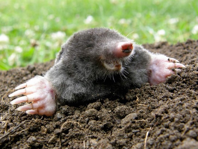 Голый землекоп (Heterocephalus Glaber)