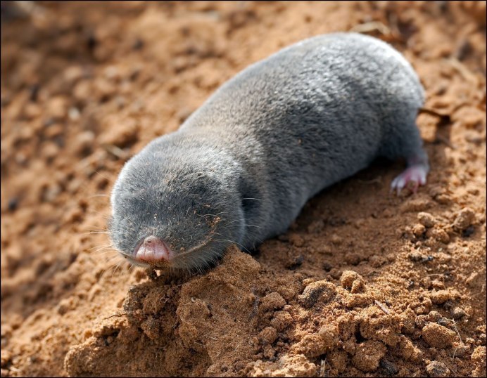 Голый землекоп (Heterocephalus Glaber)