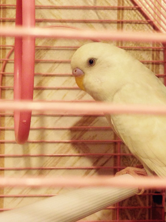 Budgerigars Lutino