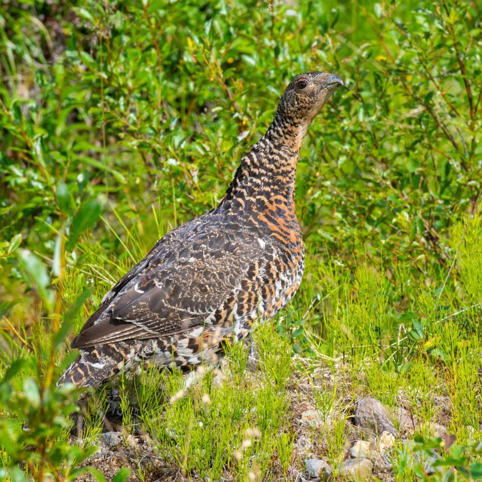 Глухарь птица самка