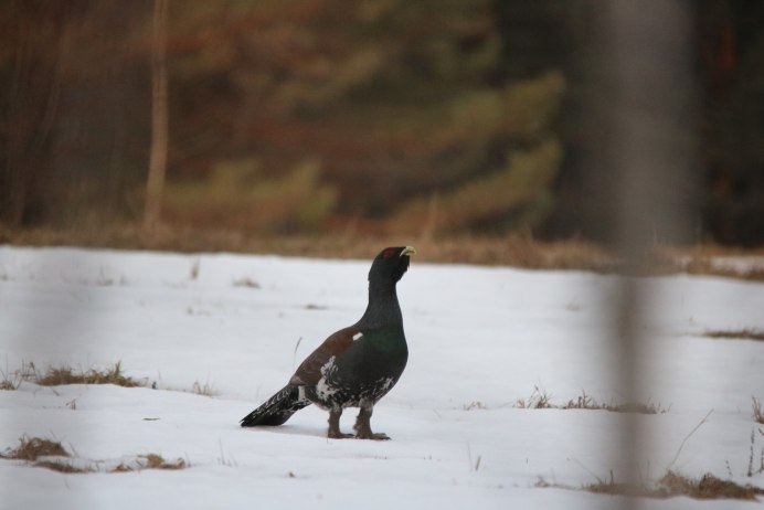 Валдайский национальный парк Глухарь