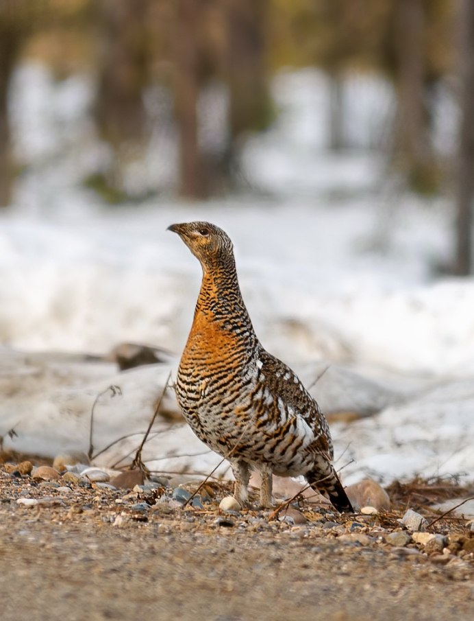 Глухарь и Капалуха