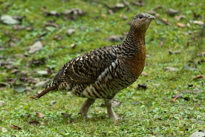 Обыкновенный Глухарь самка