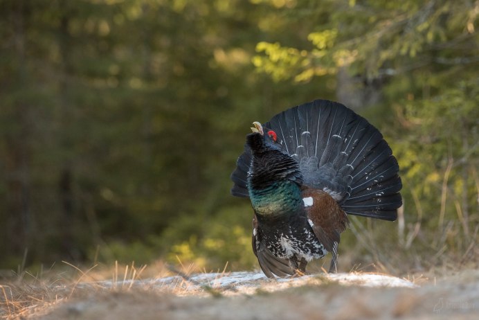 Птица Глухарка Капалуха