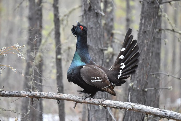 Глухарь - Capercaillie