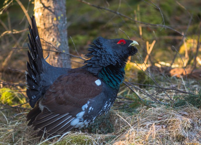 Глухарь (Tetrao urogallus)