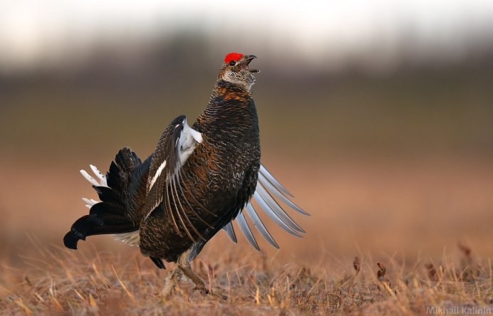 Глухарь и Капалуха