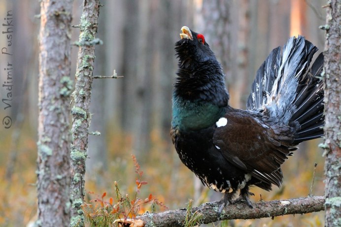 Тетерев-Косач самец