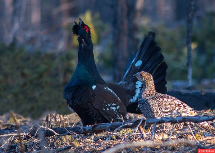 Lekking Capercaillie