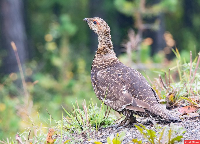 Самка глухаря Капалуха