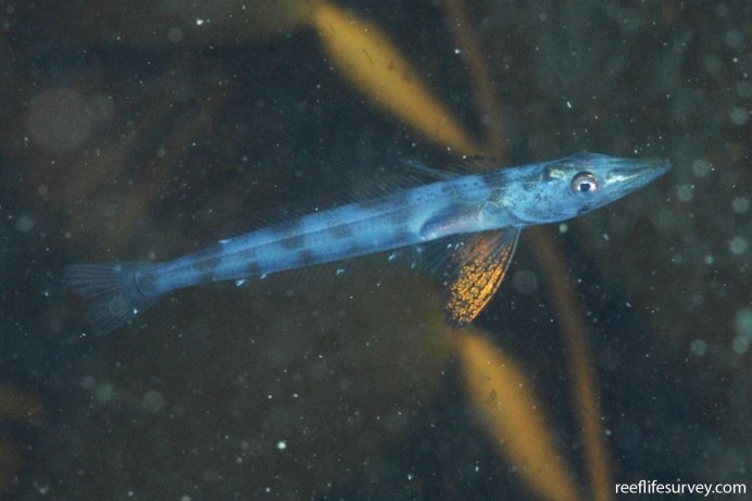 Ice Fish