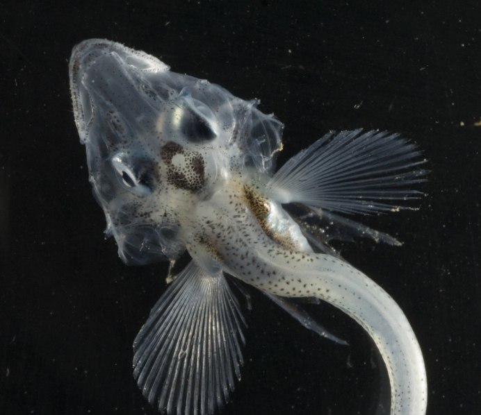 Chaenocephalus aceratus