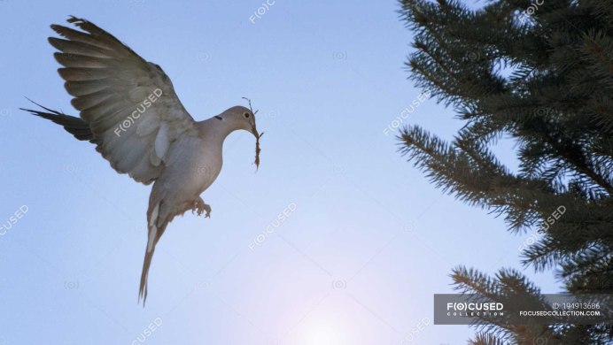 Голубь Лондон Pigeon