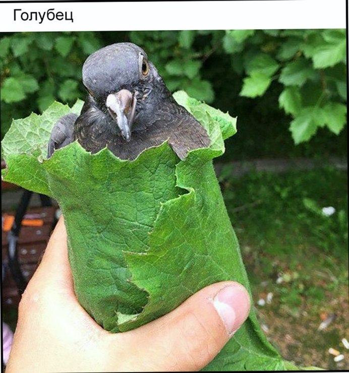 Голубь зеленого цвета