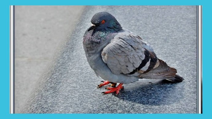 Голубь с хлебушком