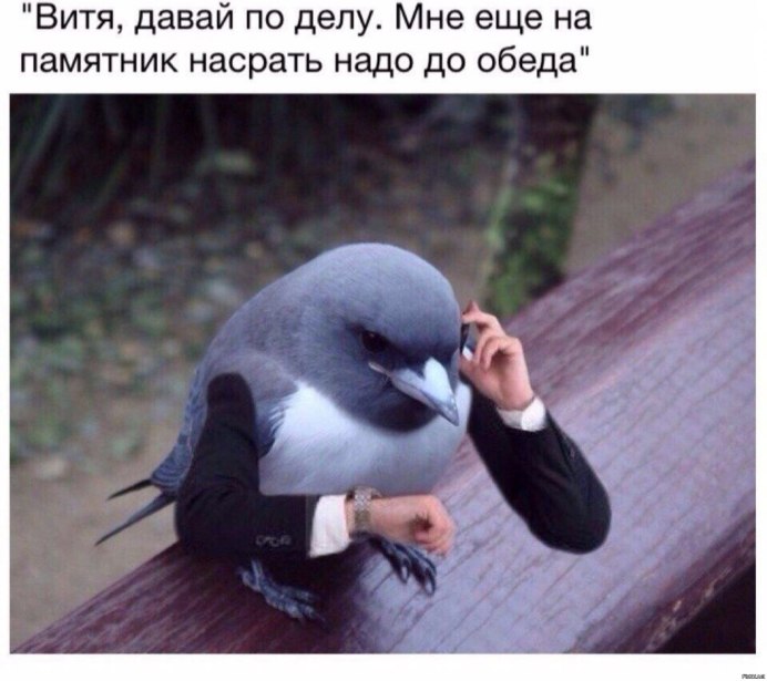 Голубь (мини)