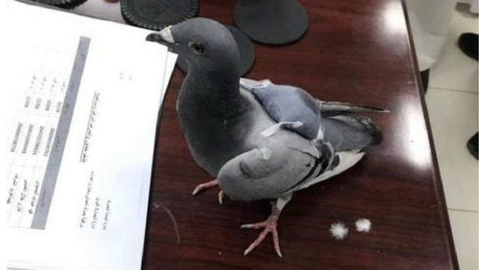 Columba inornata