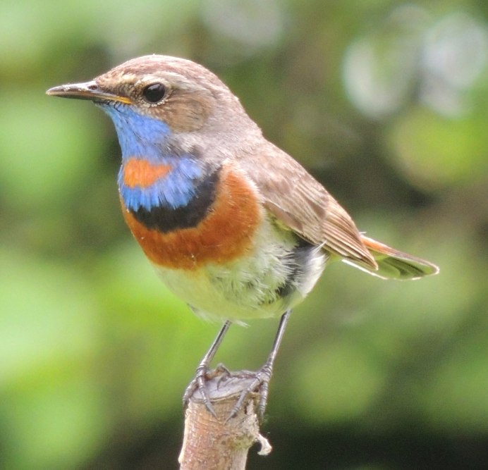 Соловей (Luscinia Luscinia)
