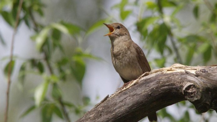 Luscinia Luscinia