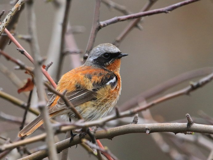Poecile hudsonicus