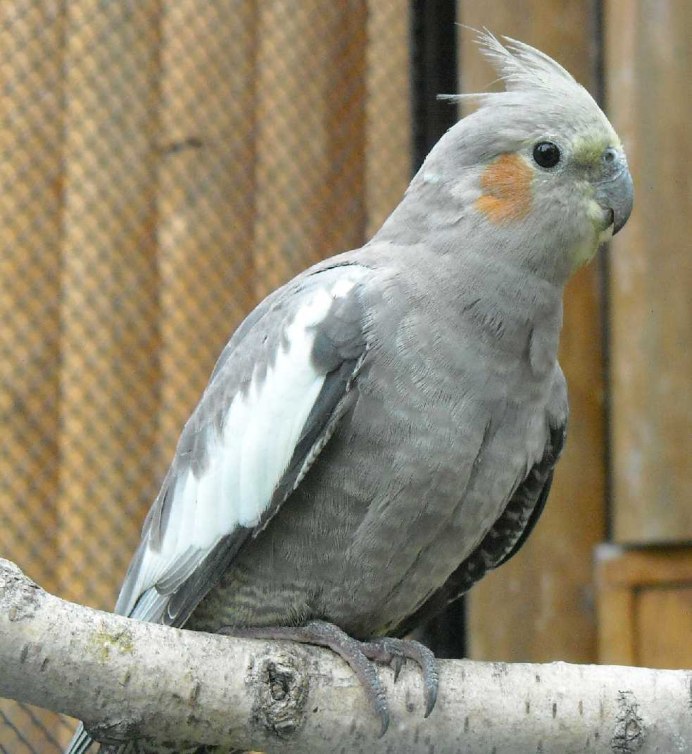 Корелла лютино