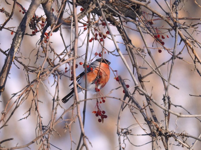 Свиристель (Bombycilla garrulus)