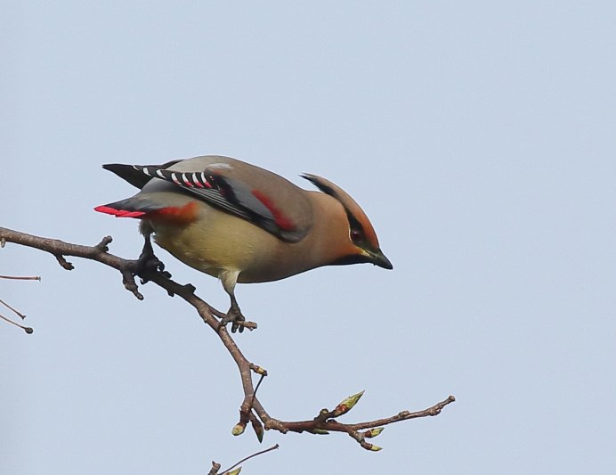 Falco amurensis