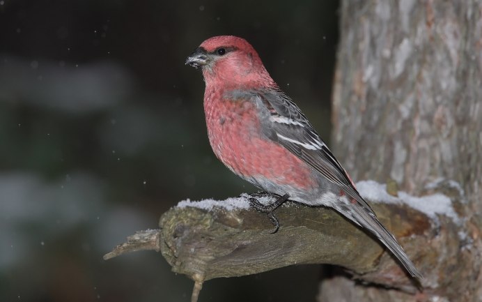Сибирская чечевица (Carpodacus roseus (Pall.)