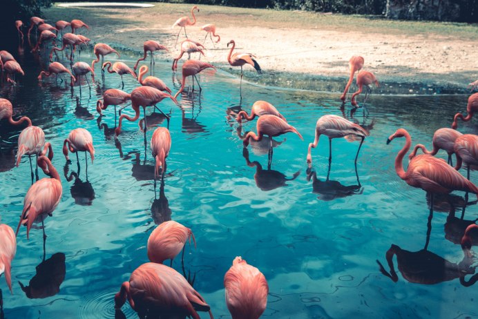 Фламинго фото National Geographic