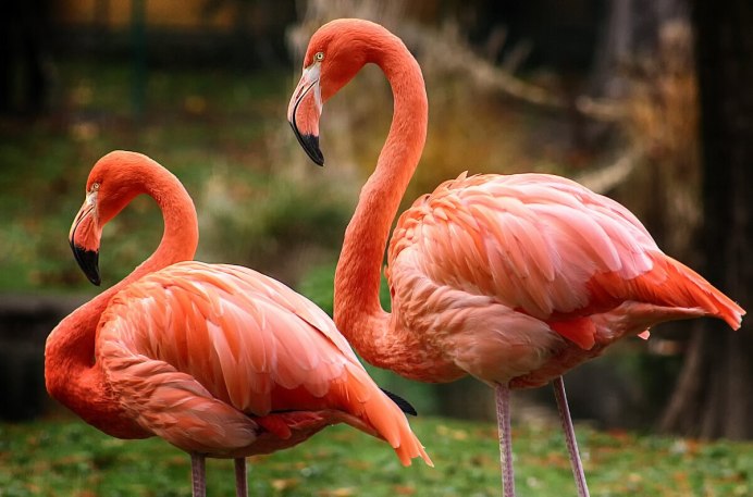 Фламинго National Geographic
