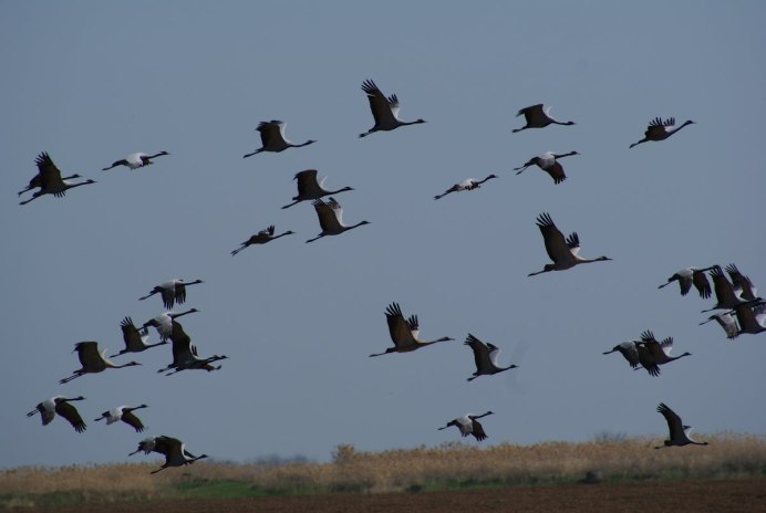 Журавль красавка стая
