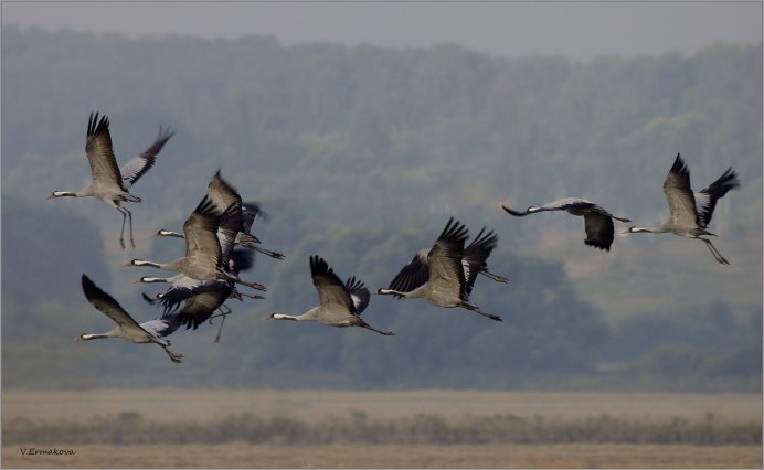 Караван журавлей журавлиный Караван