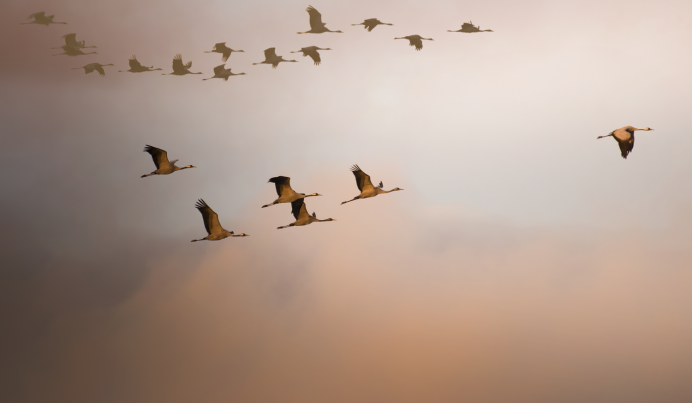 Осенний журавлиный Клин