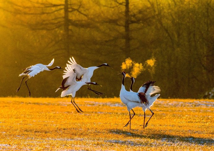Стая журавлей