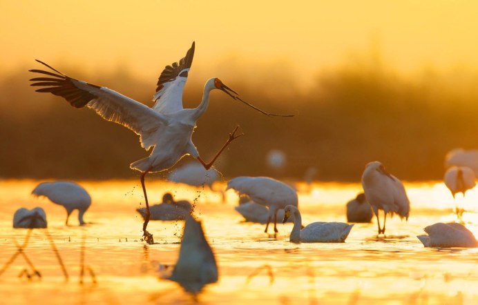 Миграция птиц Клин