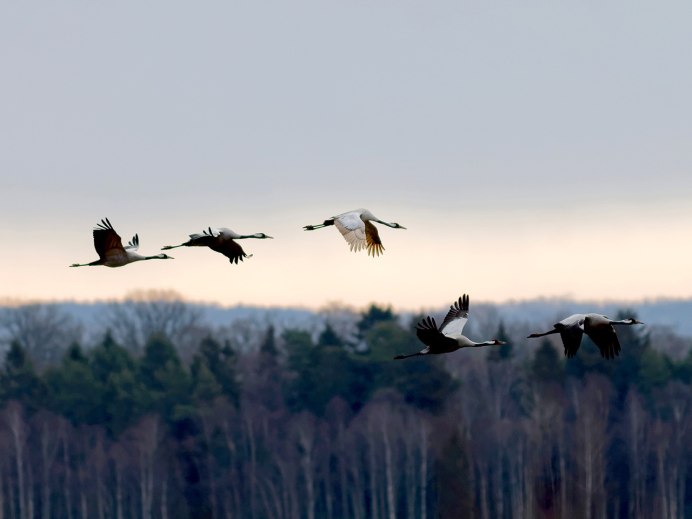 Полет журавлей