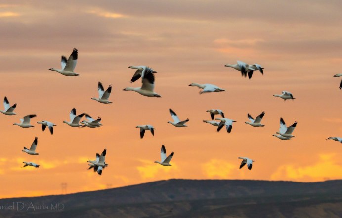 Косяк птиц на закате