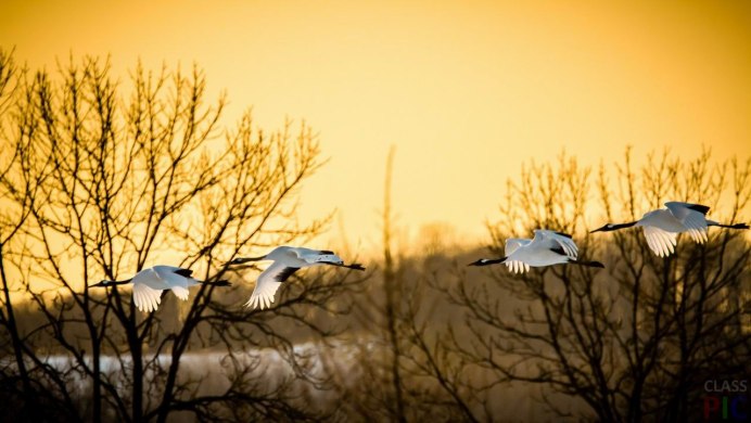 Птицы улетают на Юг над лесом