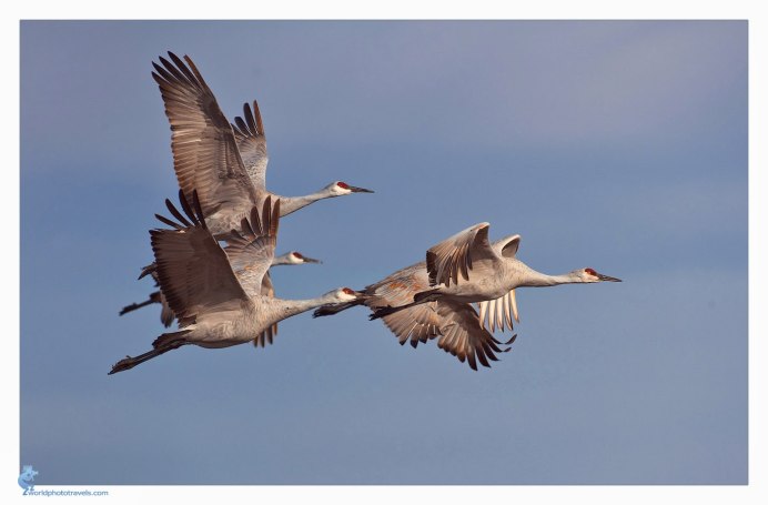 Караван птиц