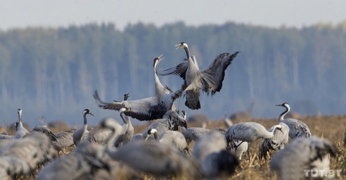 Живопись птицы улетают