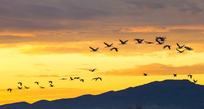 Клин журавлей Стефашина