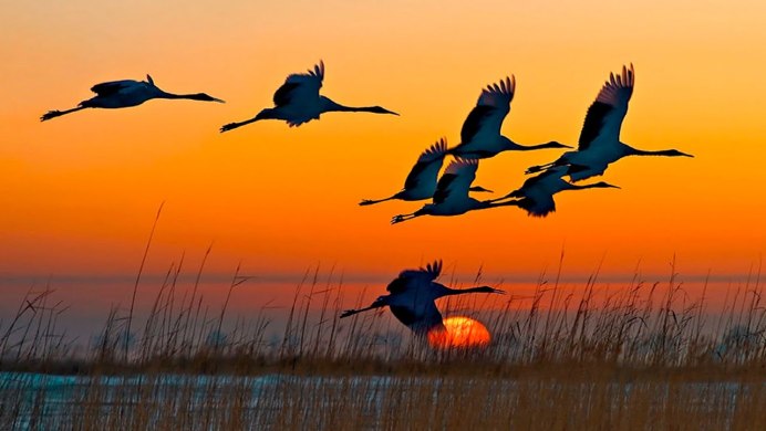 Клин диких гусей