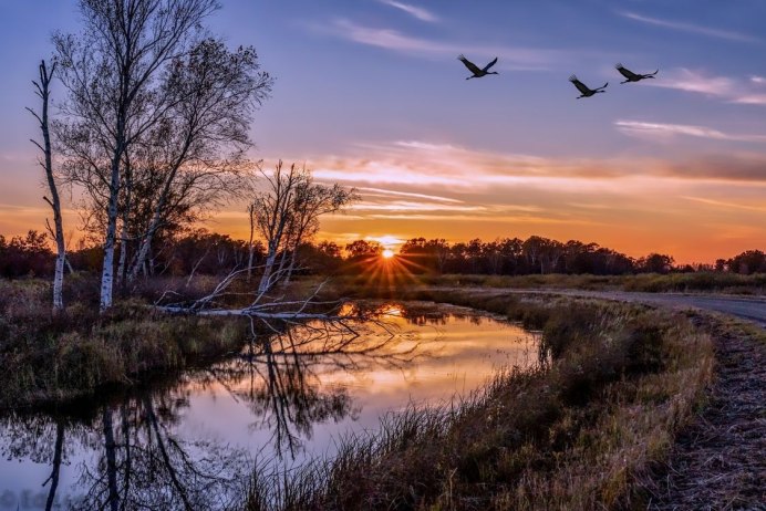 Миграция птиц Клин