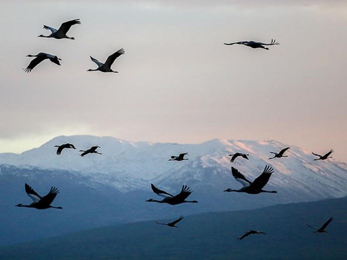 Клин журавлей