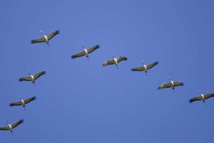 Журавлиный Клин картина