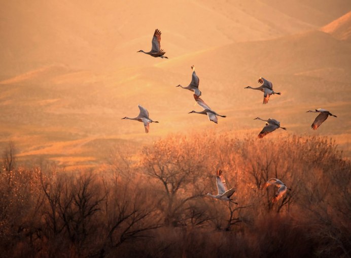 Птицы над храмом