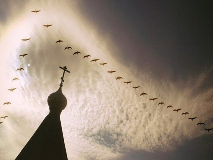 Миграция птиц Клин