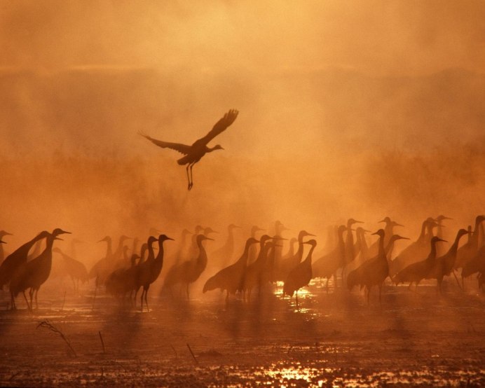 Перелетные птицы в небе