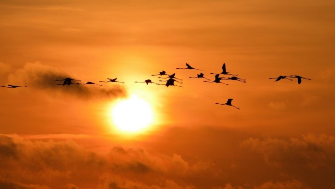 Стая серых журавлей